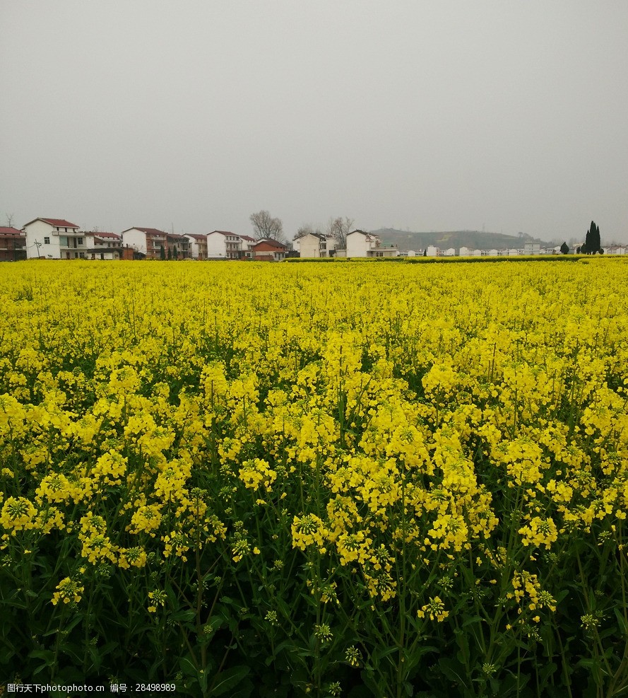 中国最美油菜花景点