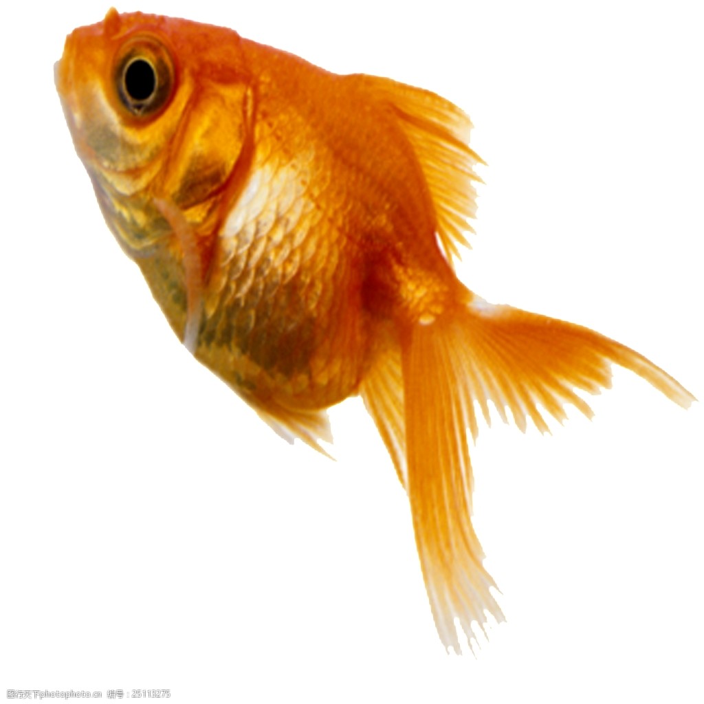 高清唯美鱼儿绘画素材