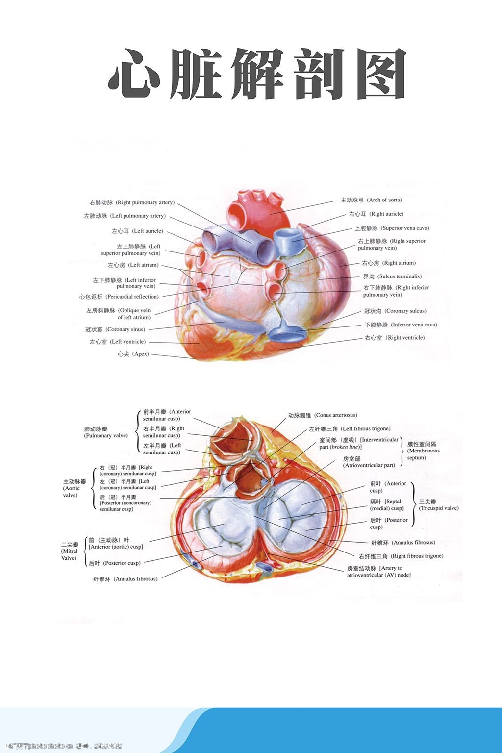 人的心脏解剖图图片下载 - 觅知网