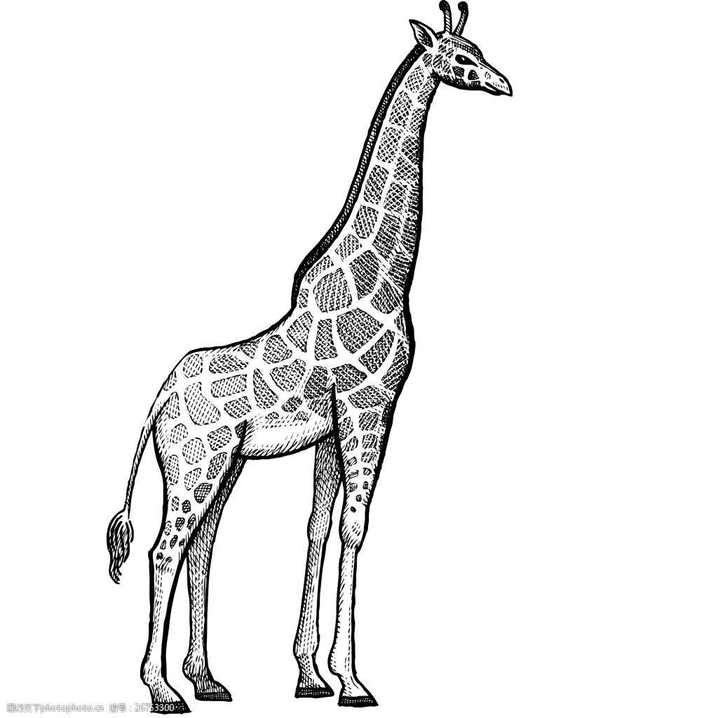 手绘长颈鹿高清插画素材