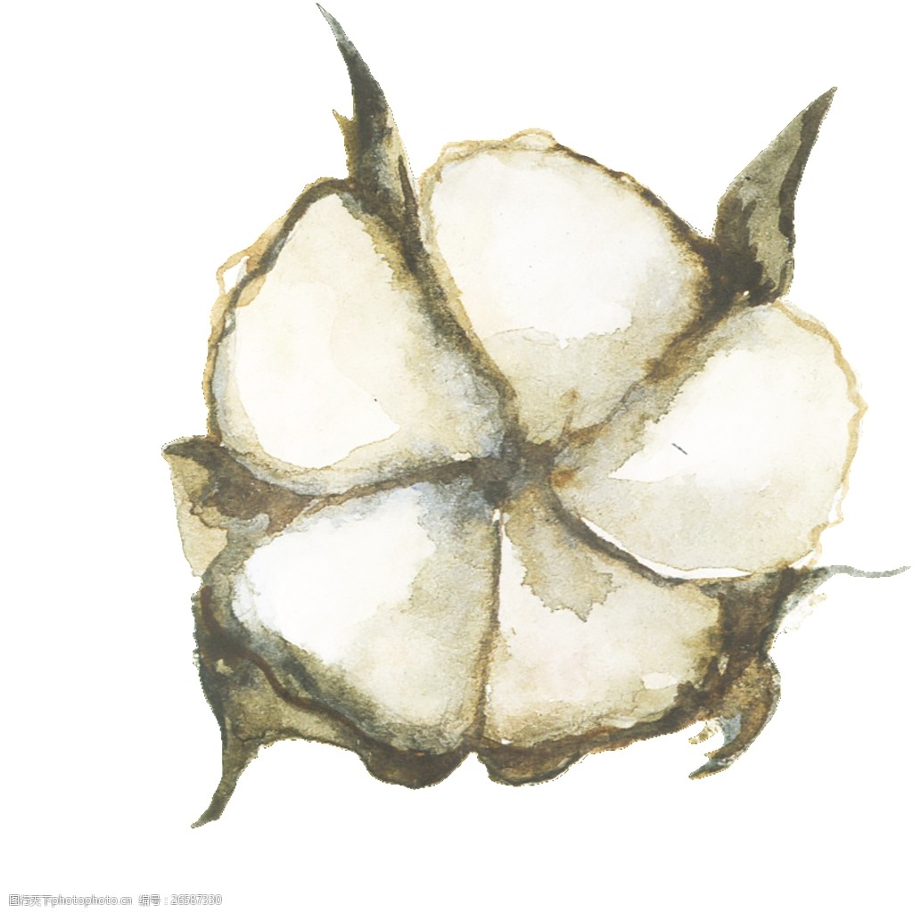 唯美彩绘棉桃高清素材