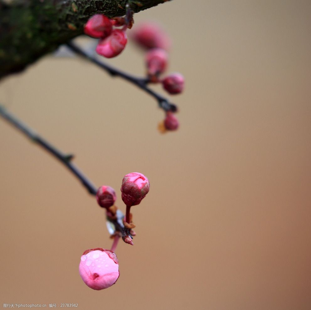 關鍵詞:雨後的春梅 春天 風景 梅花 特寫 紅色 攝影 生物世界 花草