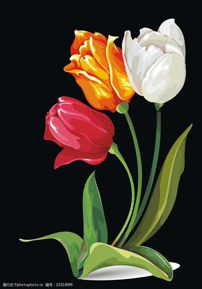郁金香素材郁金香花朵矢量图下载图片-图行天下图库