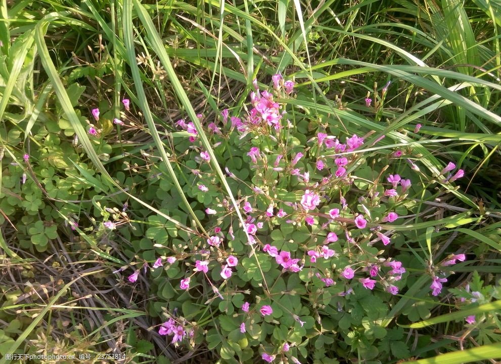 兰花草图片 图行天下素材网