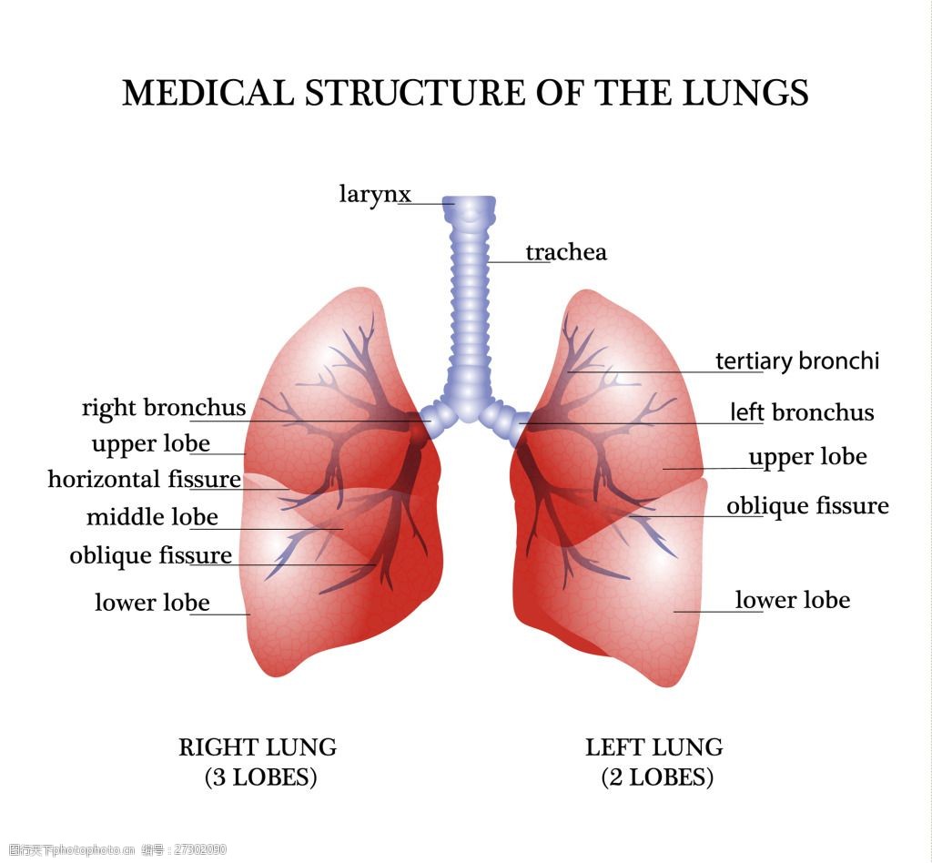 医疗学习卡通人体器官矢量素材