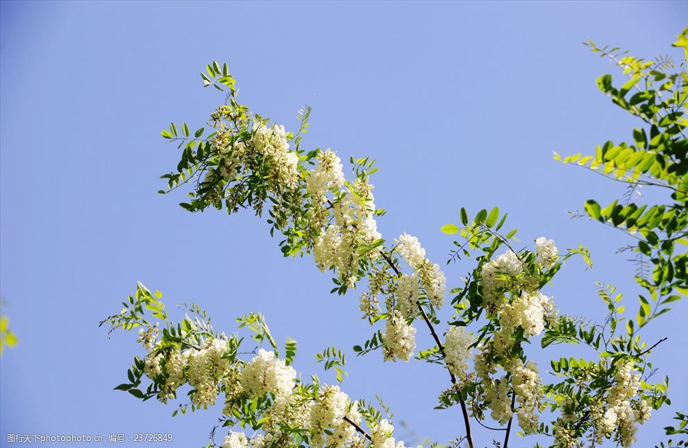 枝頭茂盛的洋槐花