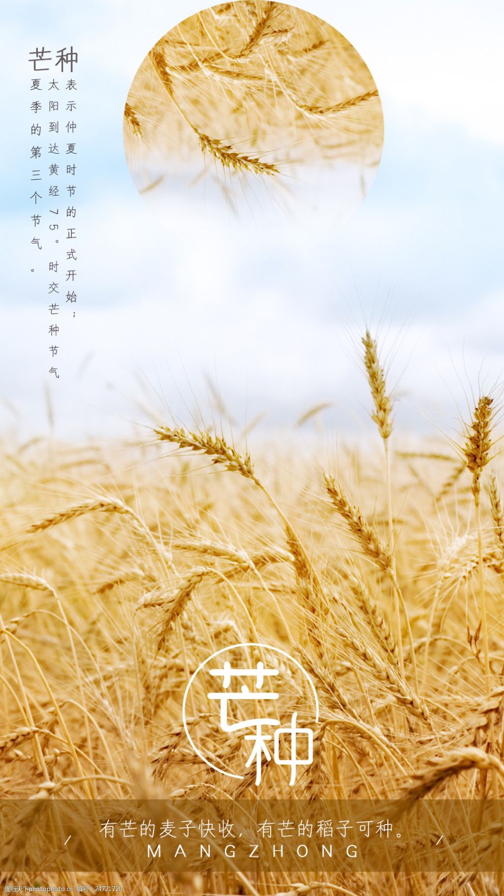 芒种节日海报