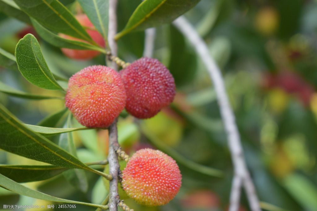 關鍵詞:楊梅樹上飽滿的楊梅果實 楊梅樹 飽滿楊梅