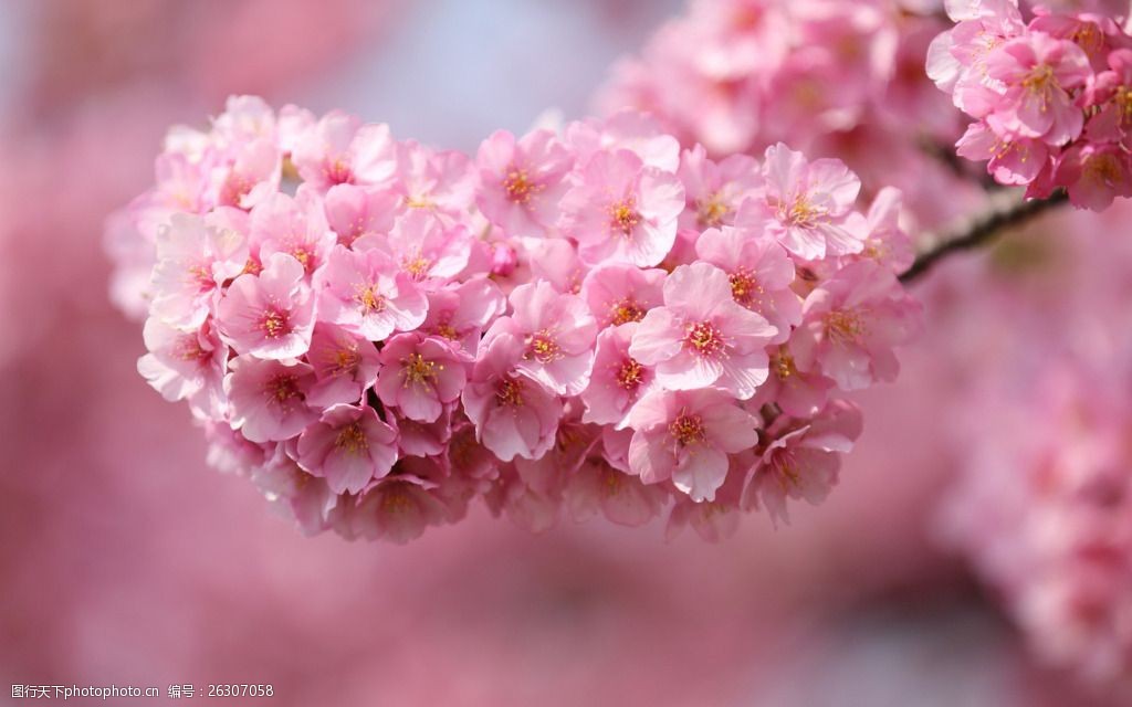 粉色清新花朵背景