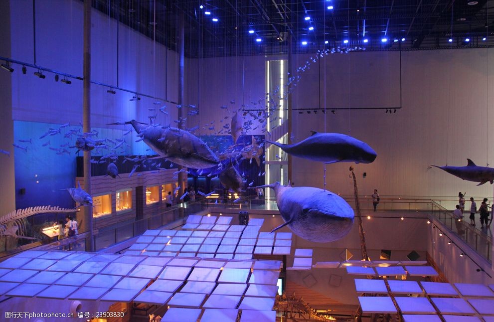 广东省博物馆的鲸鱼标本