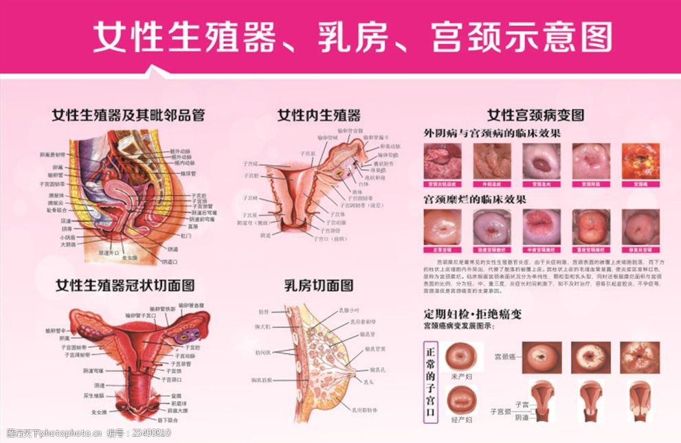 女性生殖器解剖图图片 图行天下素材网 8969