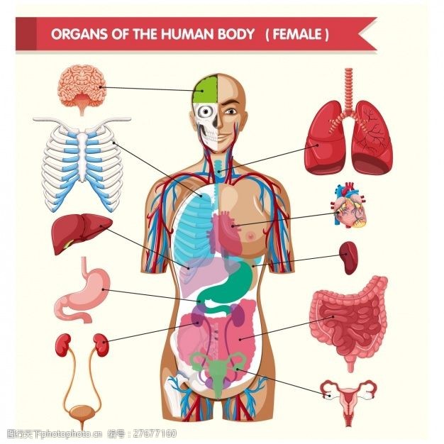 人体器官图片 图行天下素材网