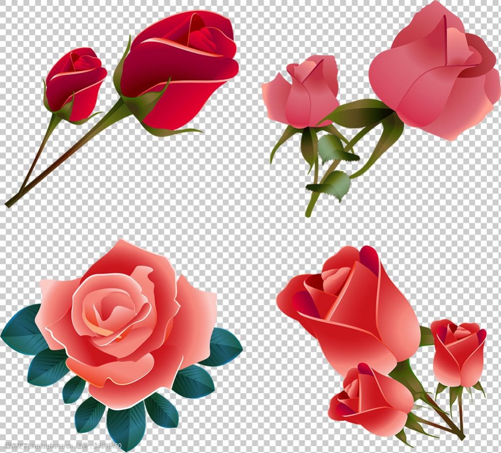 手绘红玫瑰插图免抠png透明图层素材