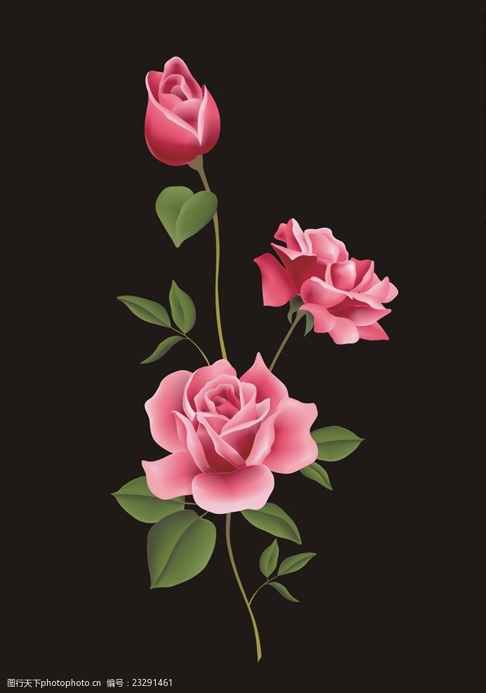 玫瑰花矢量图下载