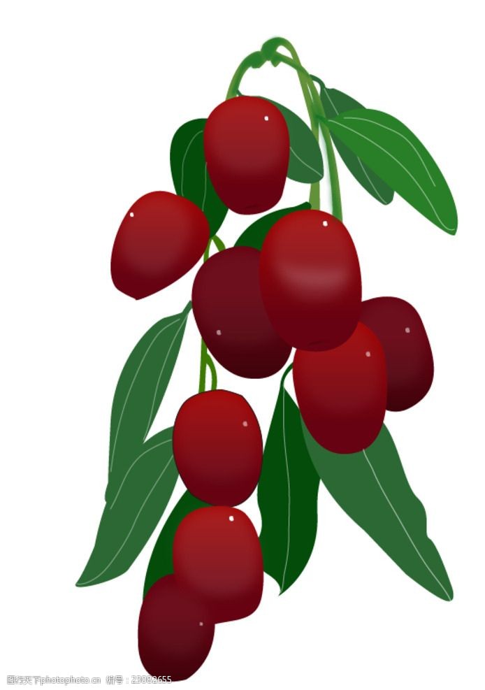 关键词:手绘红枣矢量图 红枣 矢量 水果 植物 元素 插画 卡通 矢量