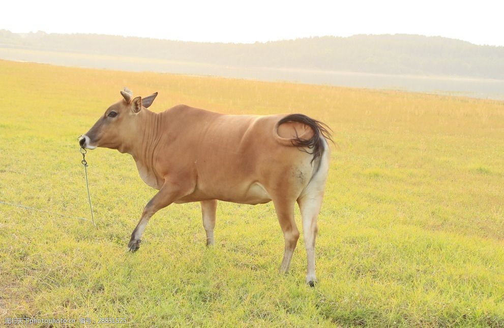 小牛在草原上吃草图片图片