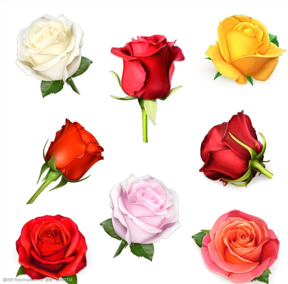12种不同颜色的玫瑰花图片