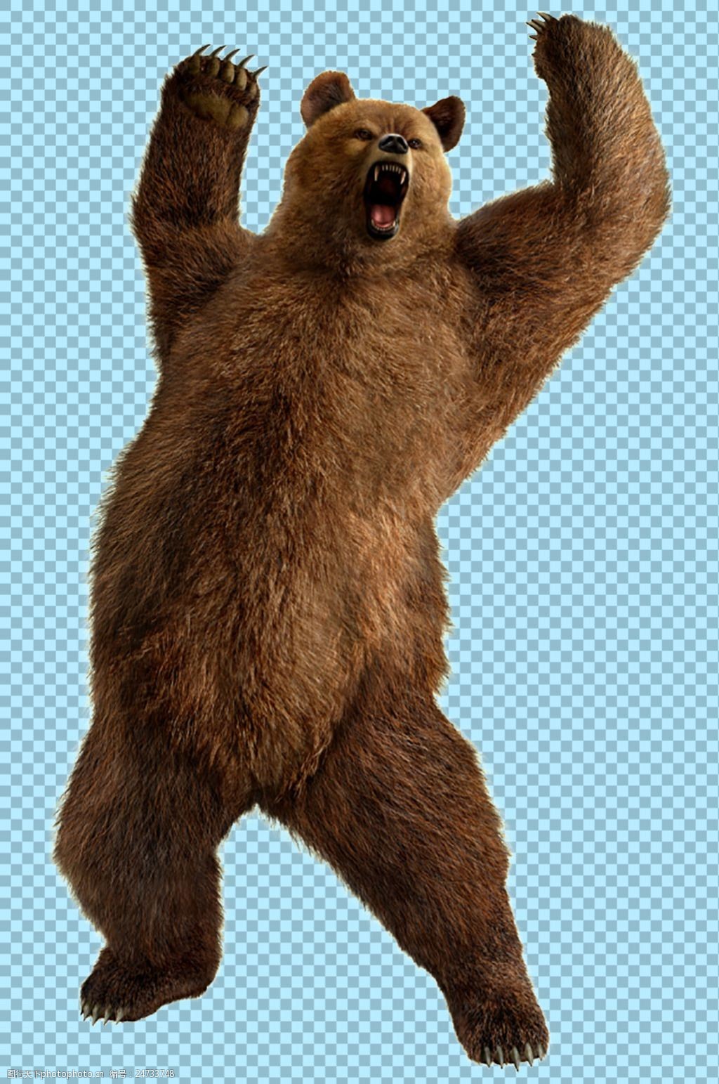 一只熊站立大吼图片