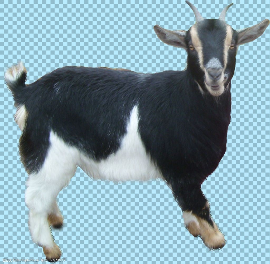 黑色的山羊免抠png透明图层素材