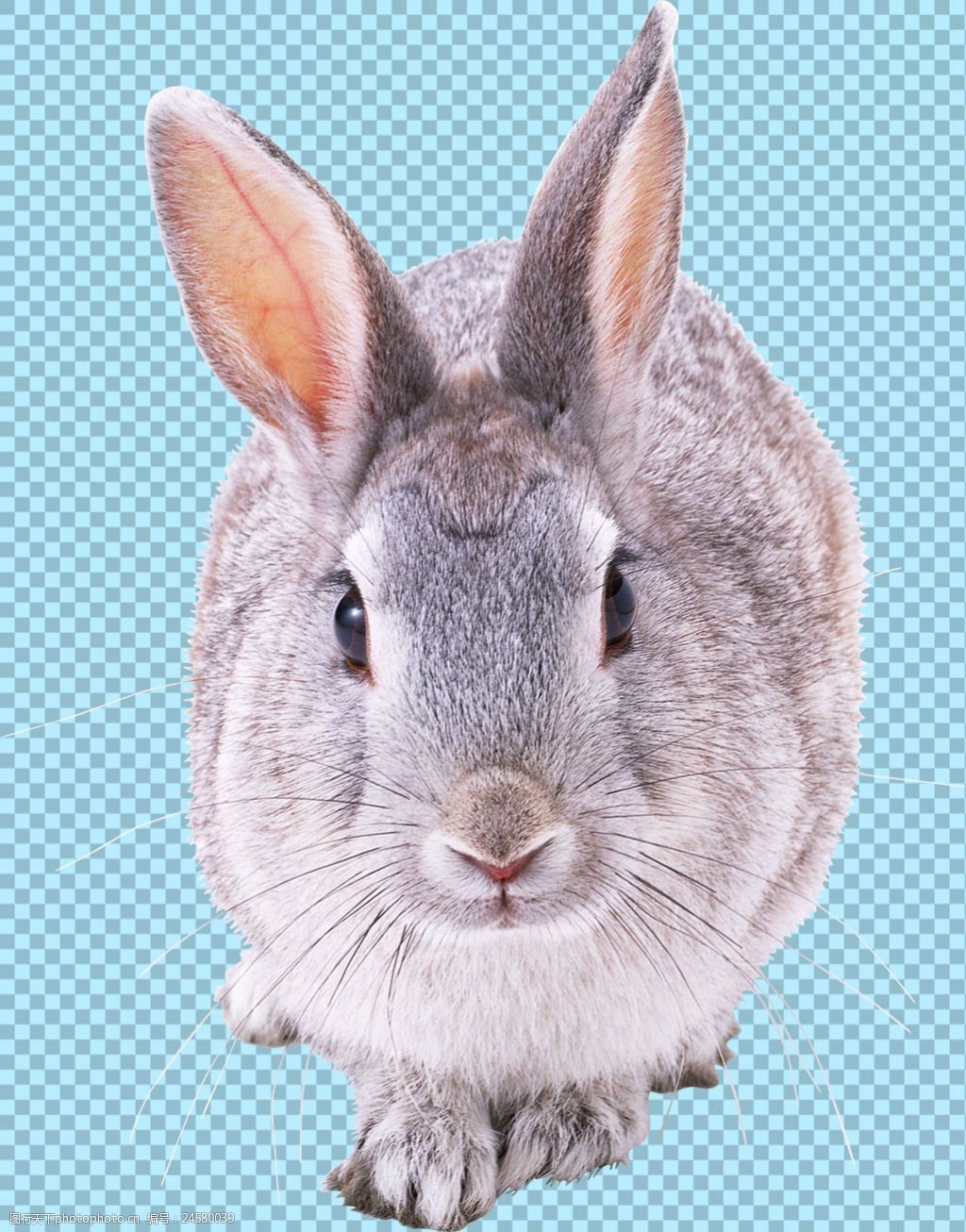 一只杂毛兔子免抠png透明图层素材