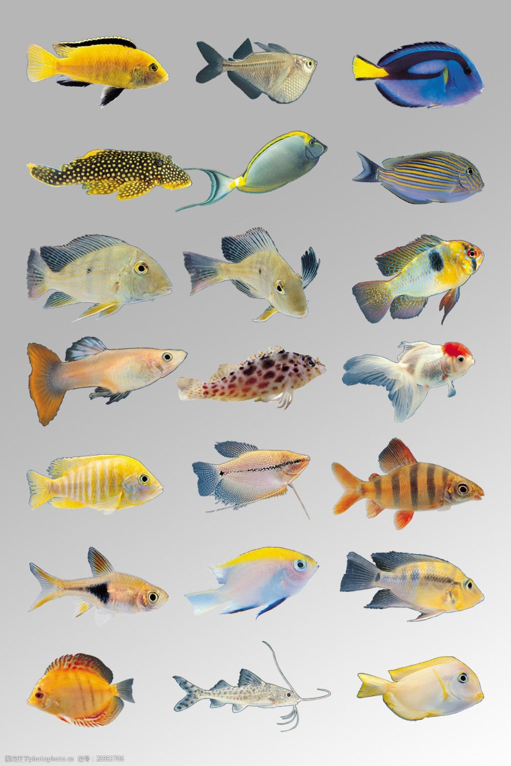 关键词:一组各种写实海鱼素材 海鱼 海洋生物 海洋动物 深海鱼类 鱼