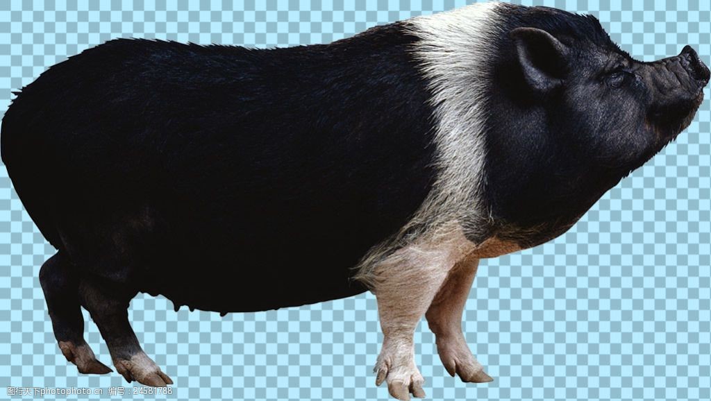 猪穿黑色图片