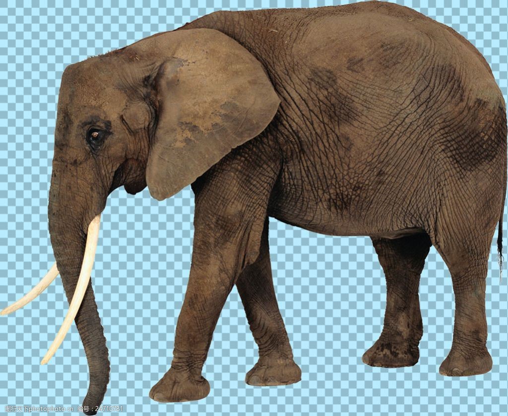 正在走的大象图片免抠png透明图层素材