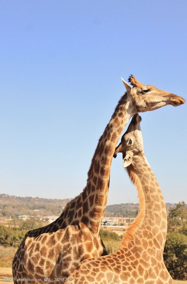 野生长颈鹿母子