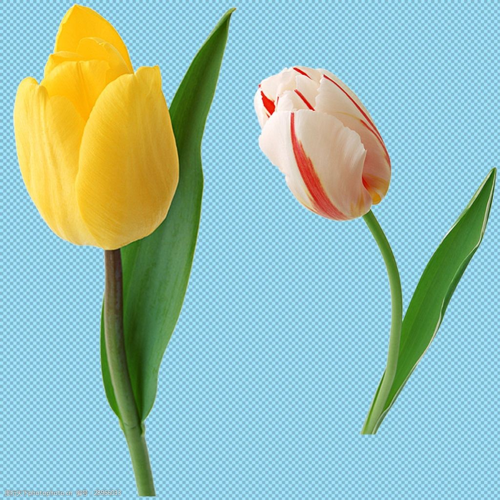 慰问花束 探病花束 喜庆花束 开业花束 花束图片大全大图唯美 花