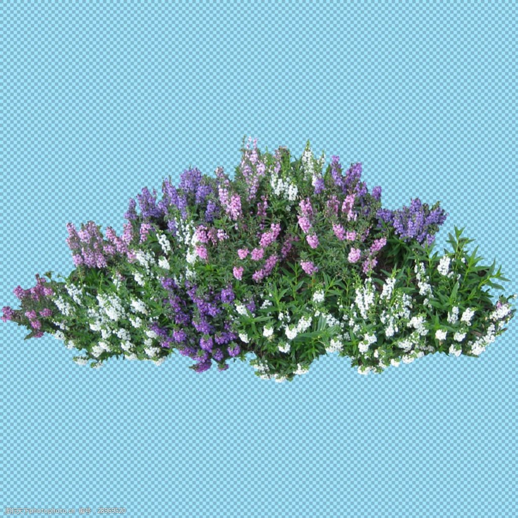 鲜花灌木丛免抠png透明图层素材图片-图行天下图库