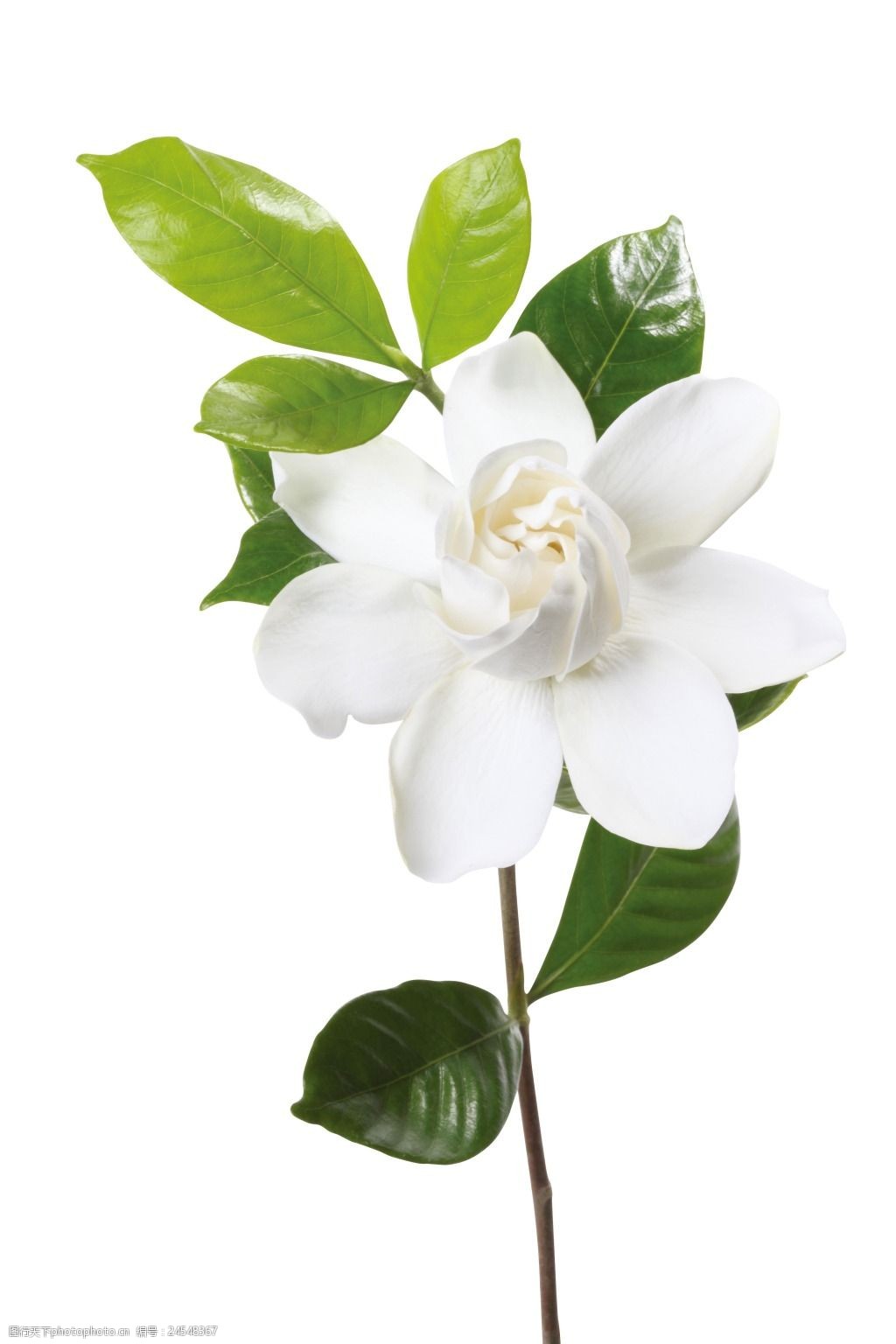 关键词:梦幻绿叶白色花朵元素 小清新 绿叶 发光 白色花朵 梦幻 唯美