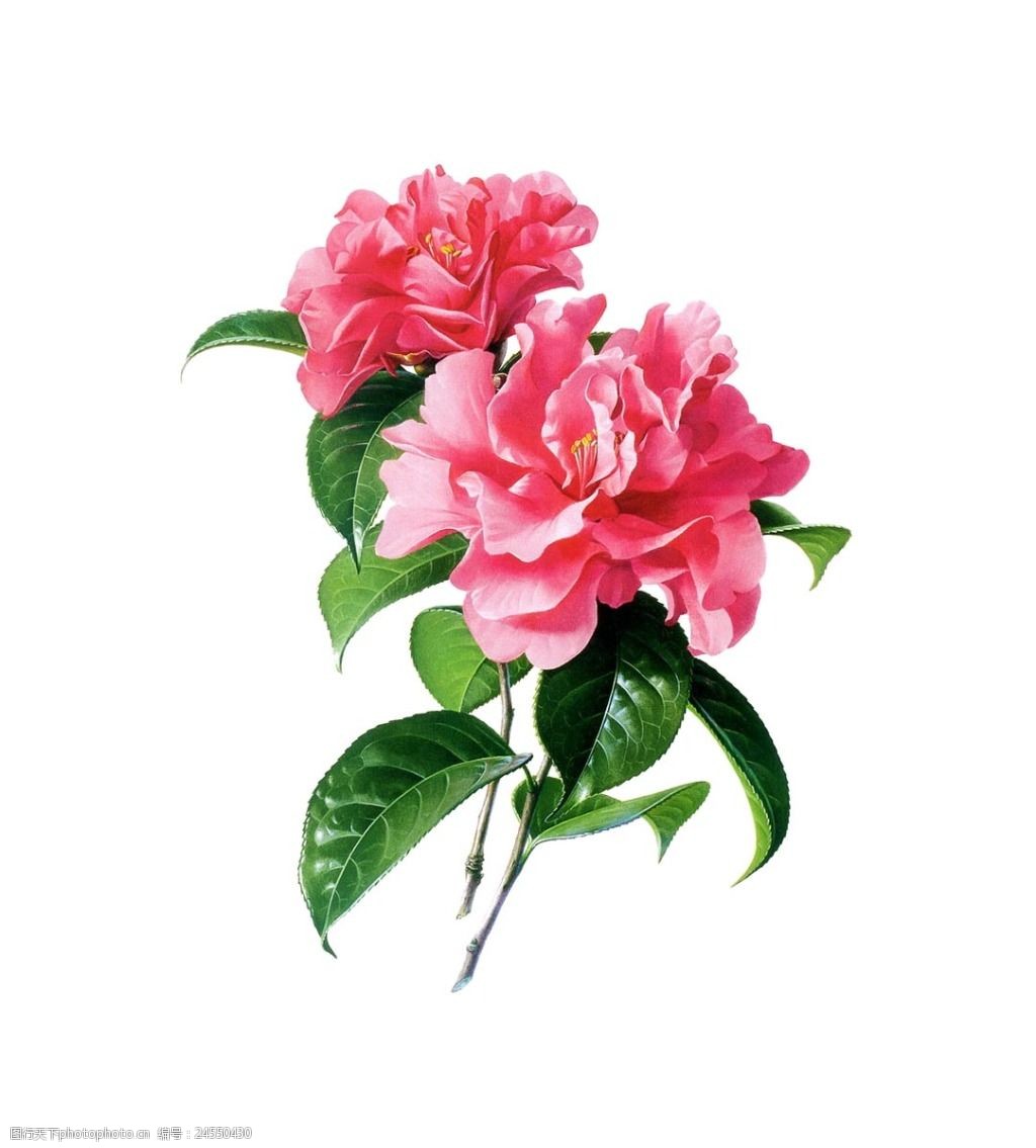 31 kb 格式: png 编号: 20170721119170232582 类型: 共享素材 模式