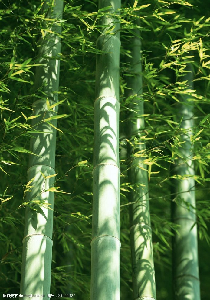 真实山水竹子风景图片