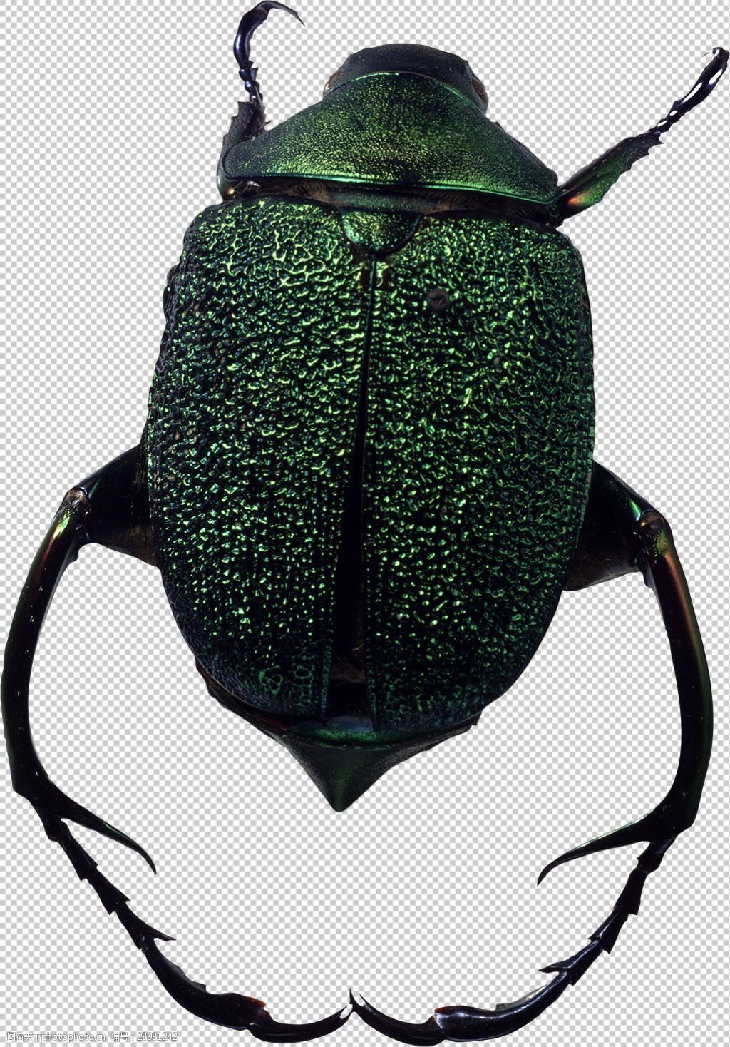 常见38种害虫图片,常见虫名称及图片,500种昆虫图片和介绍_大山谷图库