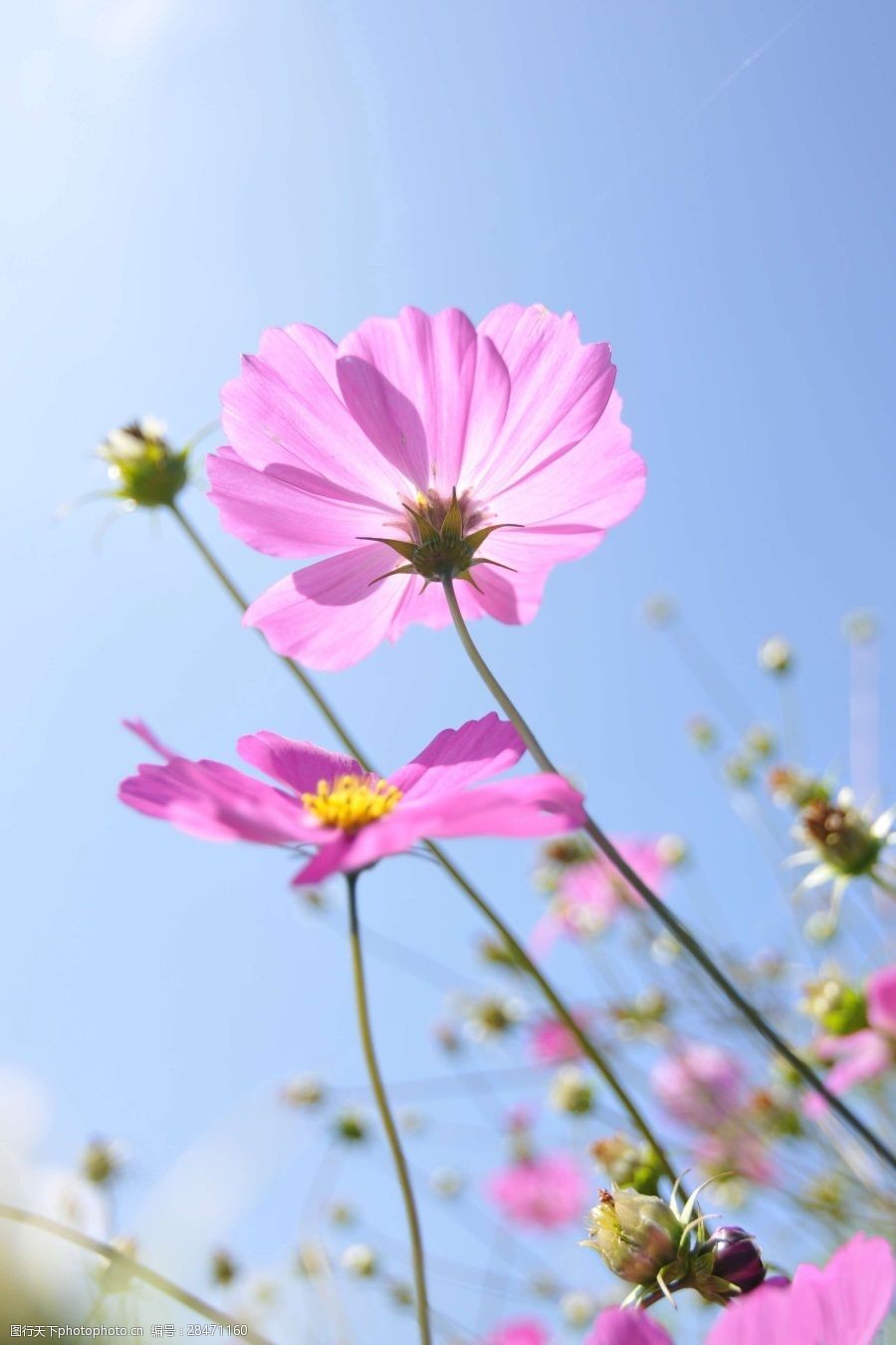 超仙花朵背景图图片