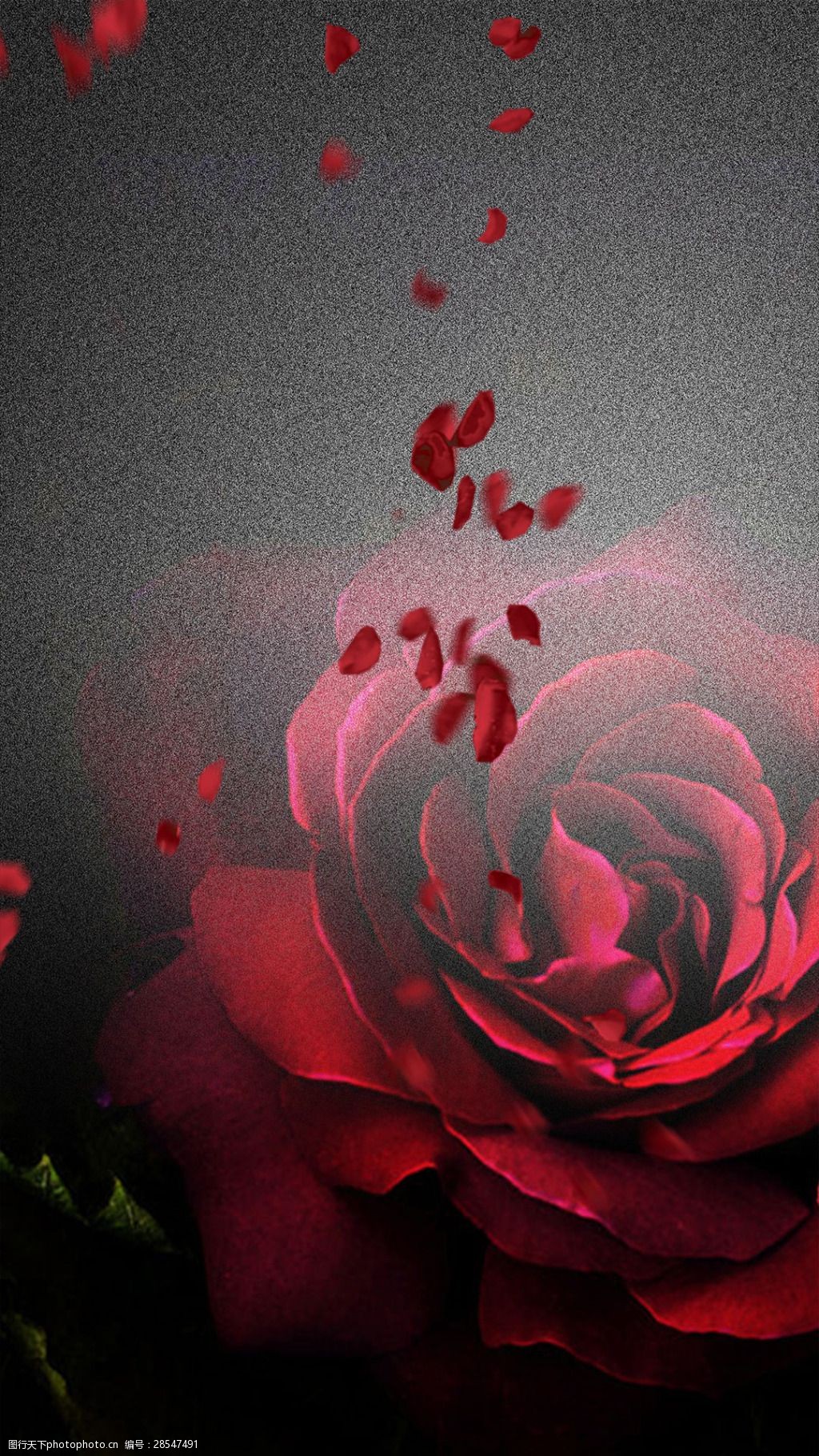 关键词:唯美红色玫瑰情人节h5背景素材 浪漫 唯美 红色玫瑰 花瓣 情人