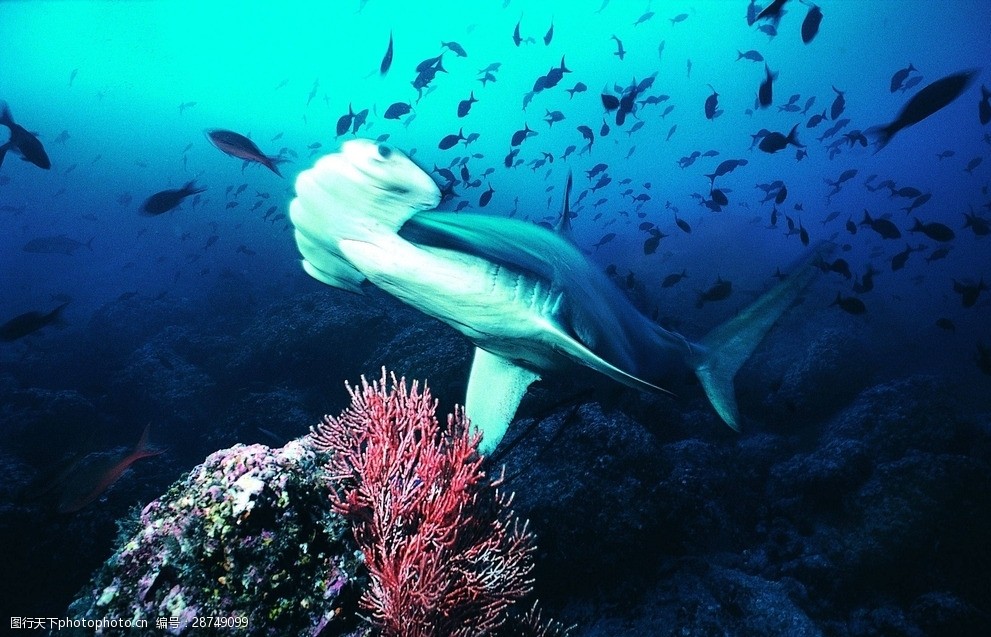 海洋鯊魚海洋生物藍色海洋