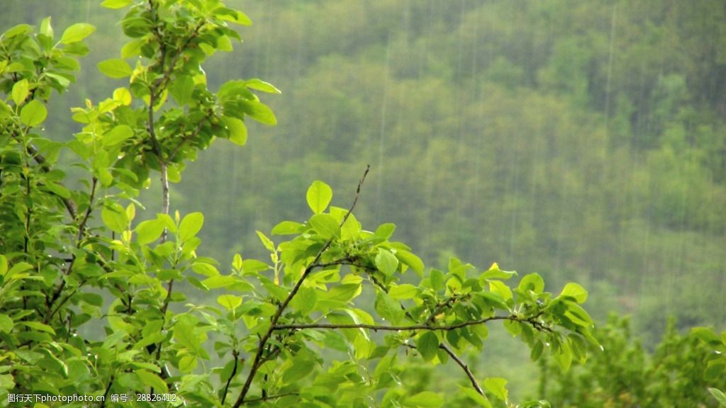 山裡下雨實拍視頻素材圖片-圖行天下圖庫