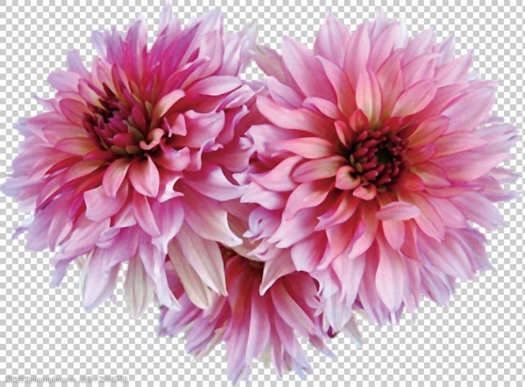 粉红色大丽花照片免抠png透明图层素材