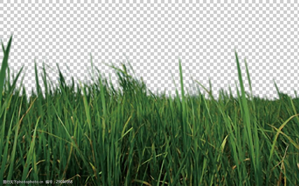 长势喜人的草地免抠png透明图层素材