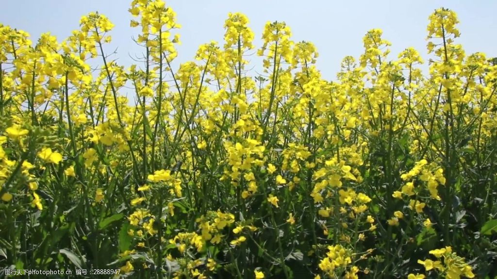 黃色油菜花視頻素材 高清視頻素材 視頻素材 動態視頻素材 春天 花朵