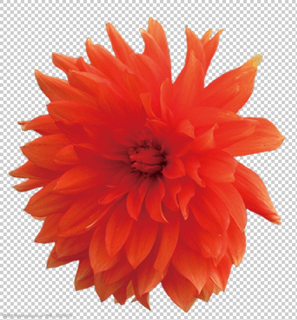 橙红色大丽花图片免抠png透明图层素材