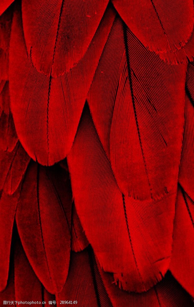 红色羽毛背景大图