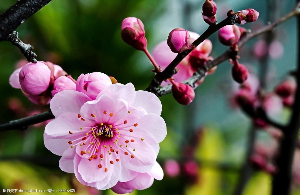 腊梅花独放花苞间